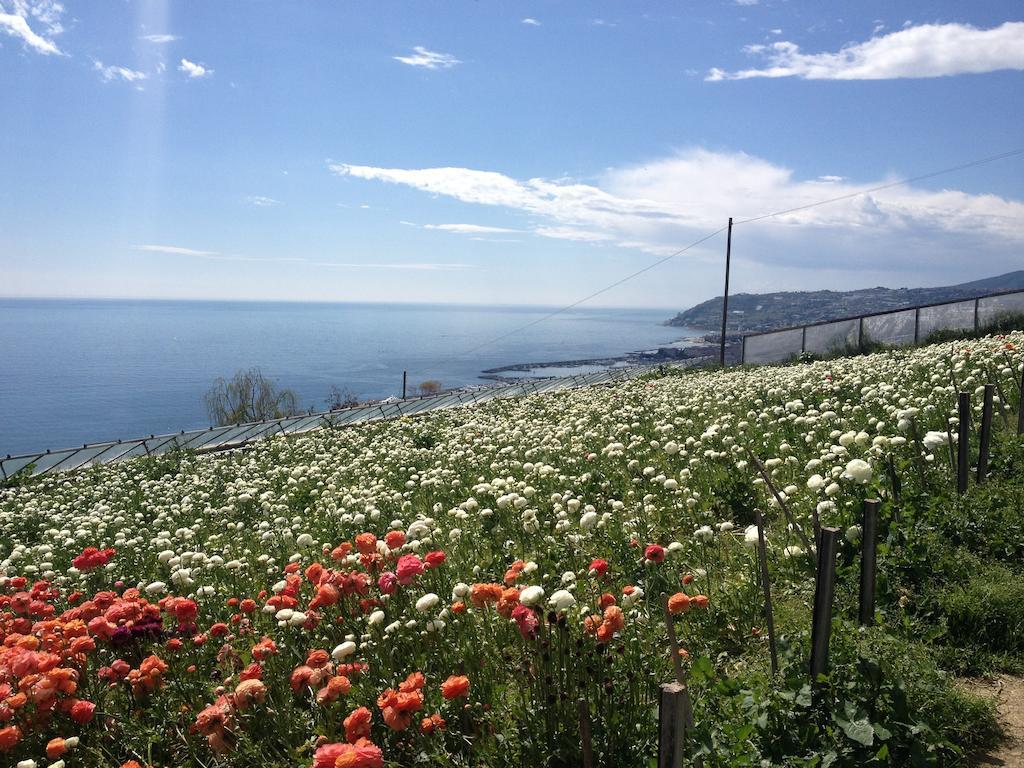 Villa Mont Des Oliviers Citra-8055Lt-1805 E 1807 Sanremo Eksteriør bilde